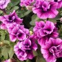 SW.HOT PINK VEIN8_300x300